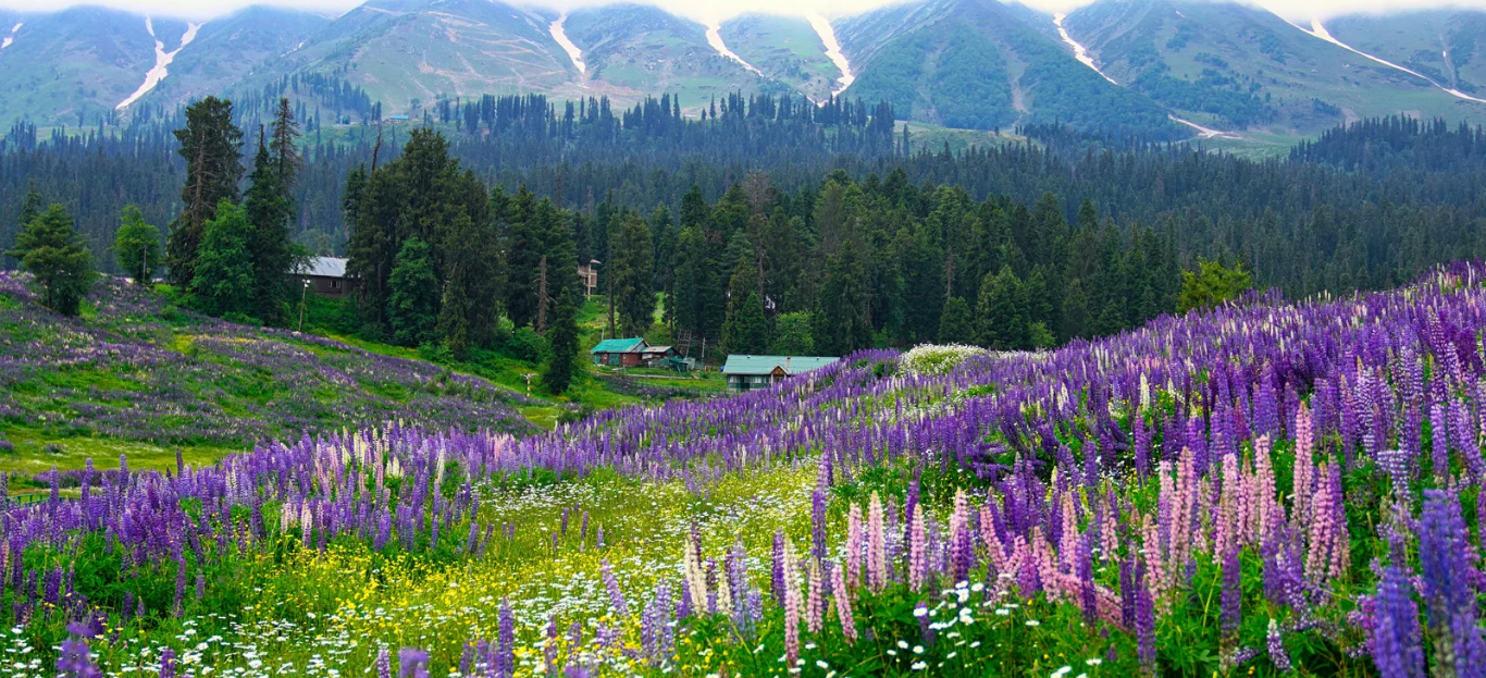 Sonamarg & Leh 8N