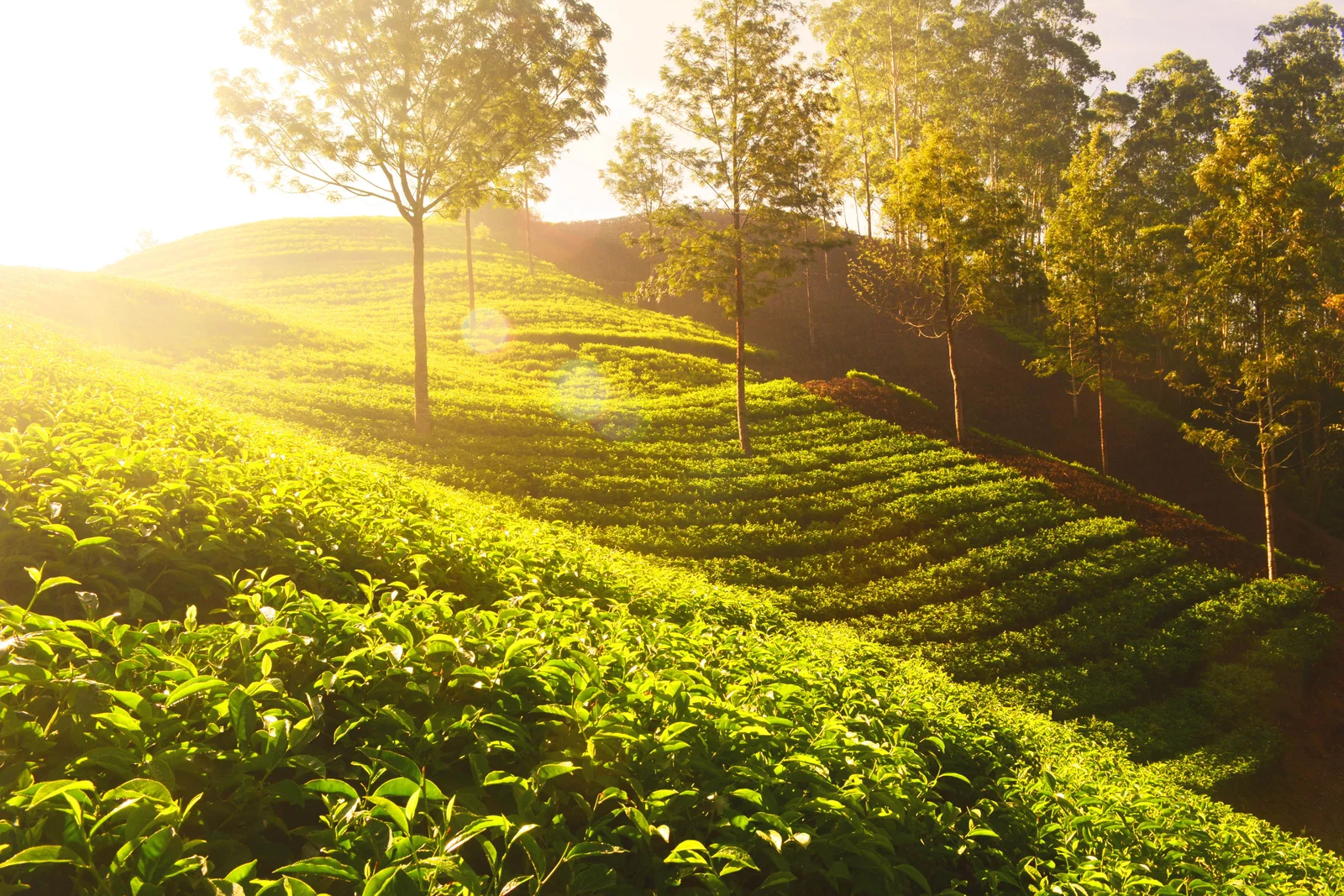 Kerala Hill Stations